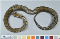 藏品(菊池氏龜殼花)的圖片